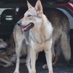 ÁDRAK LA MIRADA DEL LOBO